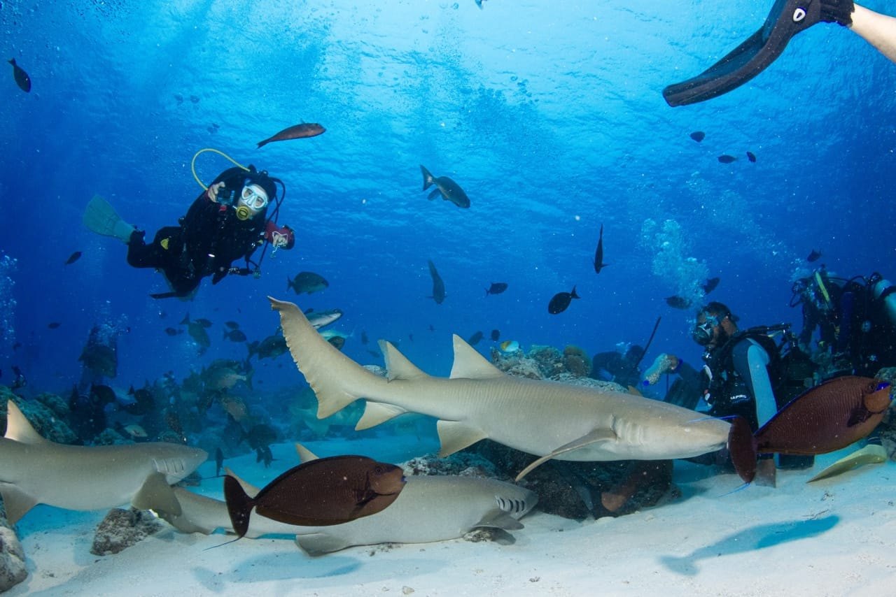Dive Charter